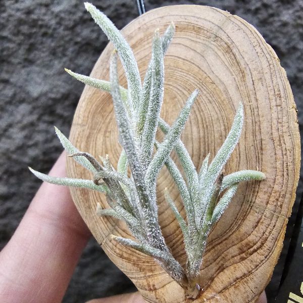 蘭吉諾薩/Tillandsia languinosa(Europe) 