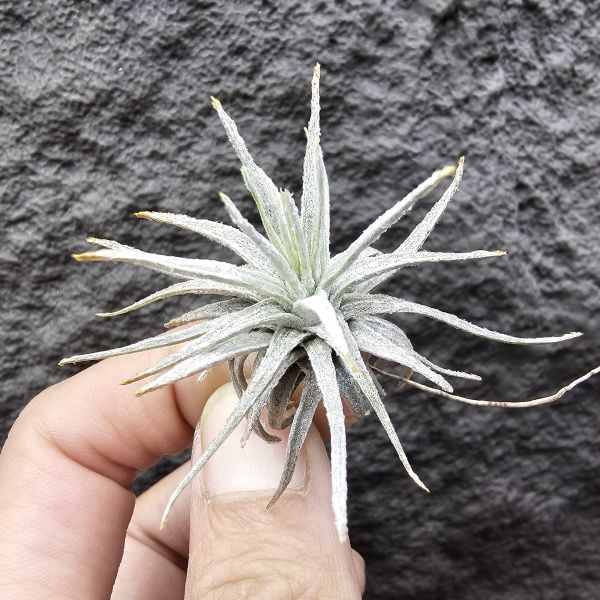 歐洲莫氏/Tillandsia mauryana(Europe) 