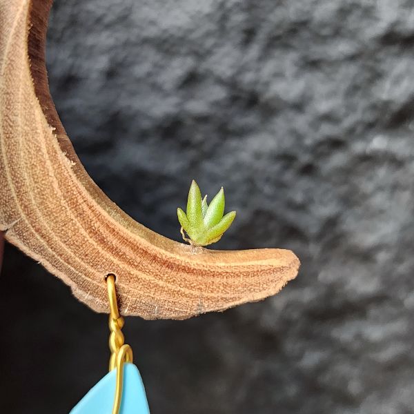 吉利/Tillandsia gilliesii forma major 