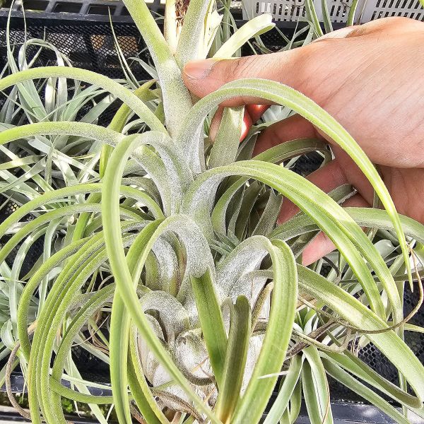 露西×小精靈(泰)/Tillandsia Lucille × ionantha~較少流通的泰國個體，圖四為成株參照。 