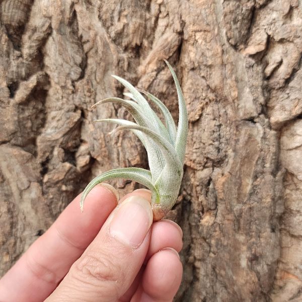 白劍/Tillandsia Xiphioides 