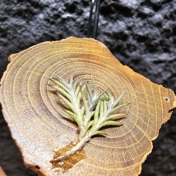 卡畢拉瑞斯-小型/Tillandsia capillaris~一款型態感覺上整齊對生、會生長較長型的卡畢、多叢生可參考圖三 