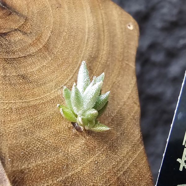 布雷爾利托西斯-實生(隨著成長會持續冒芽叢生)/Tillandsia brealitoensis seedling 