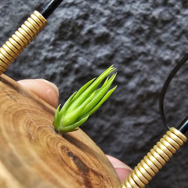 螺絲/Tillandsia Subulifera 