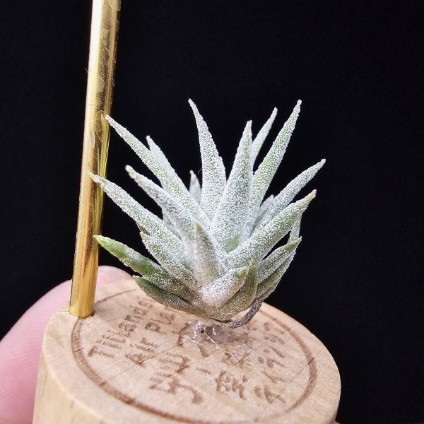 香檳巨大×長莖minor/Tillandsia chiapensis giant × ionantha van. minor form 