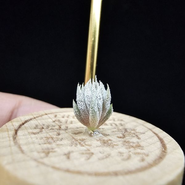 德K榛果×雨林AP(S)/Tillandsia ionantha haselnuss x ionantha Apretado(RFI) 