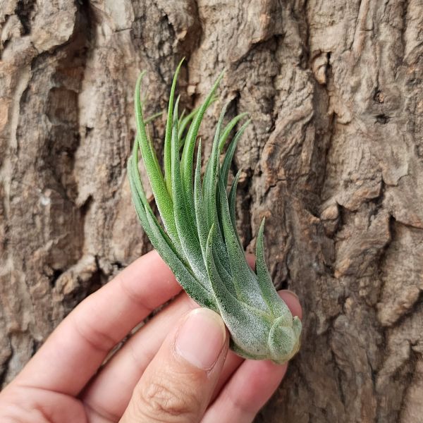 蒂娜帕爾/Tillandsia Tina Parr 