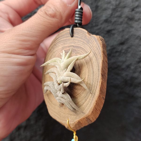 赫塔Minor/Tillandsia Hirta minor 