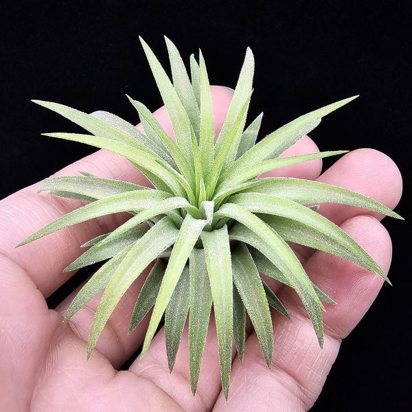 刺蝟小精靈(肥肥芽)/Tillandsia ionantha 'Hedgehog' 