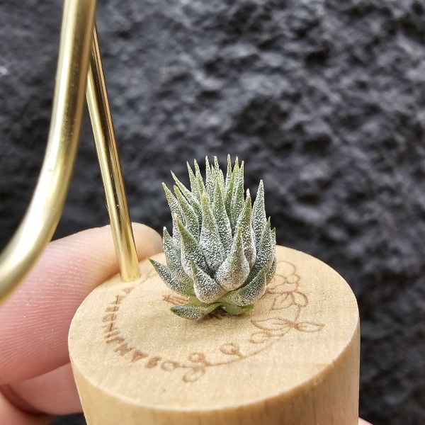 羅西塔小精靈(選)母株可參考圖二/Tillandsia ionantha rosita 