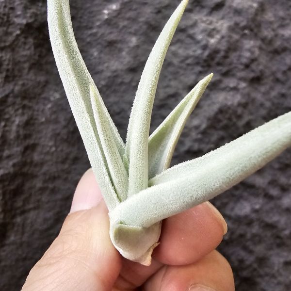 拉美拉/Tillandsia ramellae 