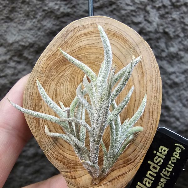 蘭吉諾薩/Tillandsia languinosa(Europe) 