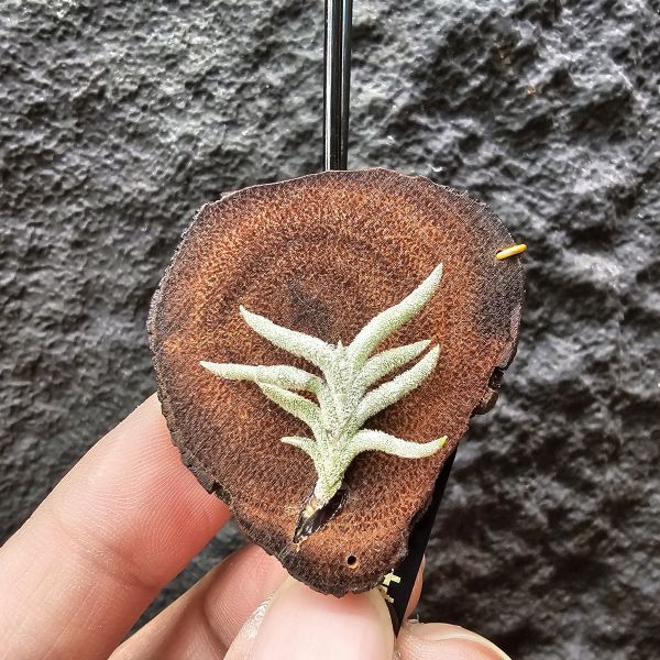 帕姆塔塔/Tillandsia permutata 