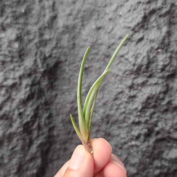 阿寶緹娜/Tillandsia albertiana clump 