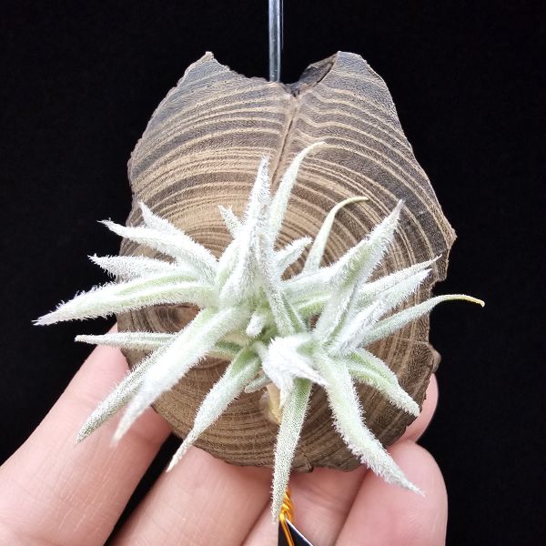 矮種粗糠/Tillandsia paleacea Enano(Europe) 