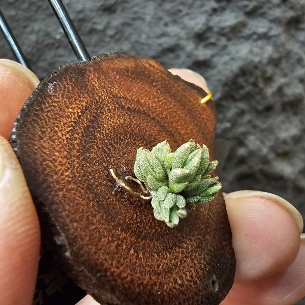 白天鵝(實生群)/Tillandsia barfussii seedling~實生苗在成長過程中皆有持續增生芽的可能！ 