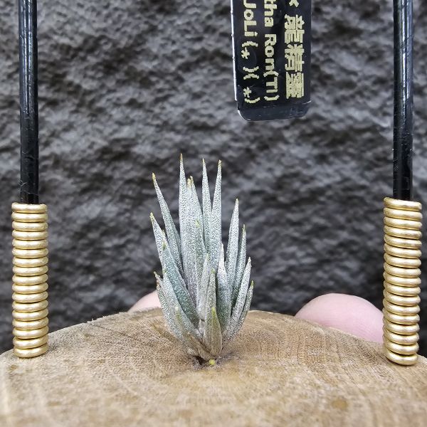 橙花媳婦 × 龍精靈/Tillandsia erici × ionantha Ron(TI) 