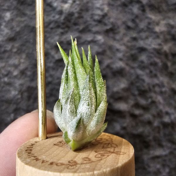 歐洲榛果(特殊)/Tillandsia ionantha Hazelnut (Europe)先前上架一掃而空的特殊個體，實際相較與一般的歐洲榛果有明顯差異，成株會更有肉感也大型些！早期由歐洲取得單一母株栽培的後代植株！ 