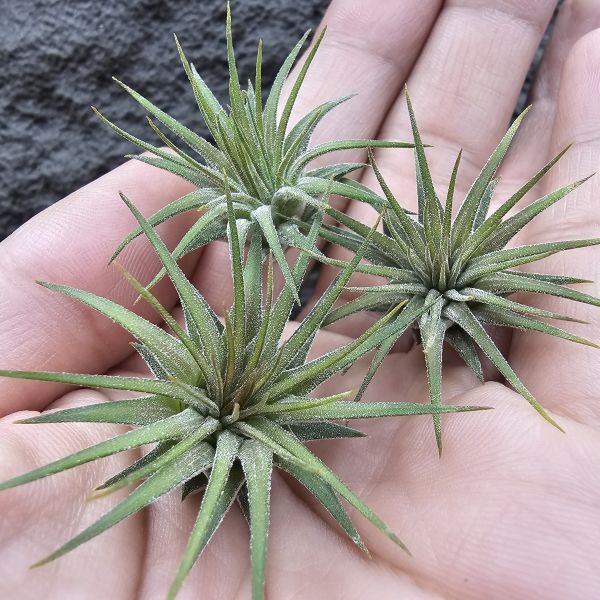 小精靈V.多國花(中心會顯暗紅色)不挑株/Tillandsia ionantha v. stricta 