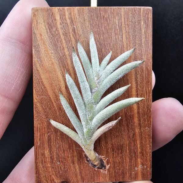 Tillandsia capillaris(Europe)~歐洲卡畢、植株不小未見過開花的型態。 