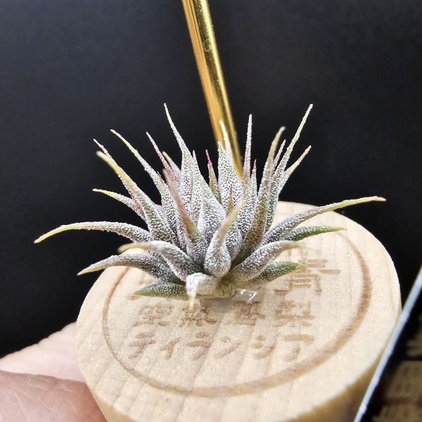 榛果精靈紫星(新品)/Tillandsia ionantha Hazelnut Stiff Purple Star~特殊個體，光照穩定或溫差，植株會帶有暗紫色，肉眼看較明顯、硬葉質感、新葉由短形態，隨著植株成長而生長！圖四參考較大植株！ 