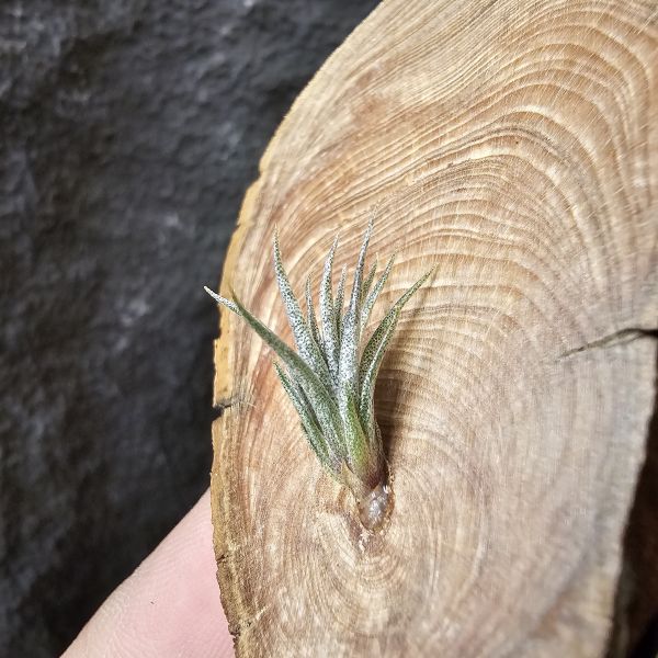 xip紐西蘭(毛)×BC/Tillandsia xiphiodes(NZ)毛 × Bea Correale~YY 