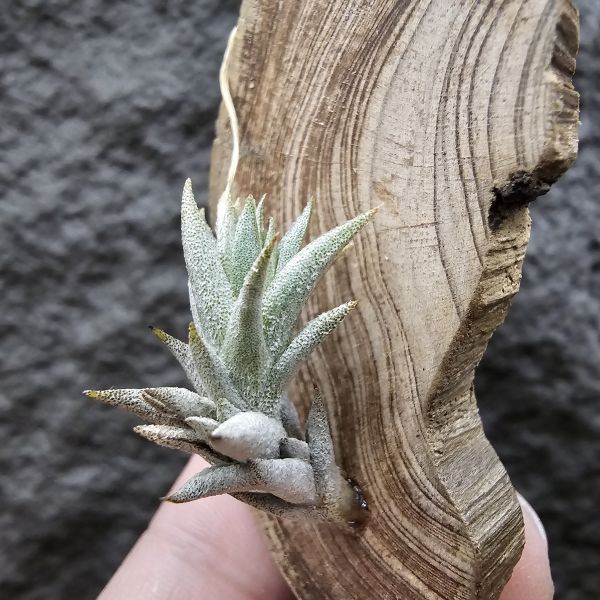 布雷爾(成株尺寸)/Tillandsia brealitoensis(Argentina) 