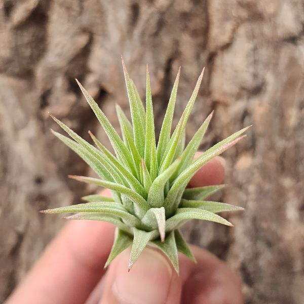 榛子小精靈/Tillandsia ionantha Hazelnuts 
