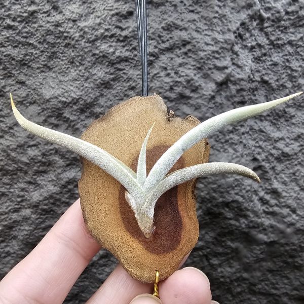 甜不辣/Tillandsia tenebra(Argentina) 