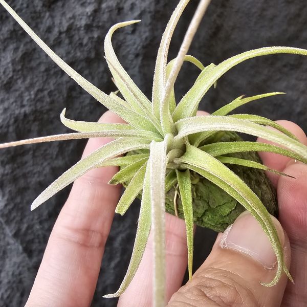 醬爆小精靈×墨西哥電捲/Tillandsia ionantha var. van-hyningii Jumbo × streptophylla Mexico 
