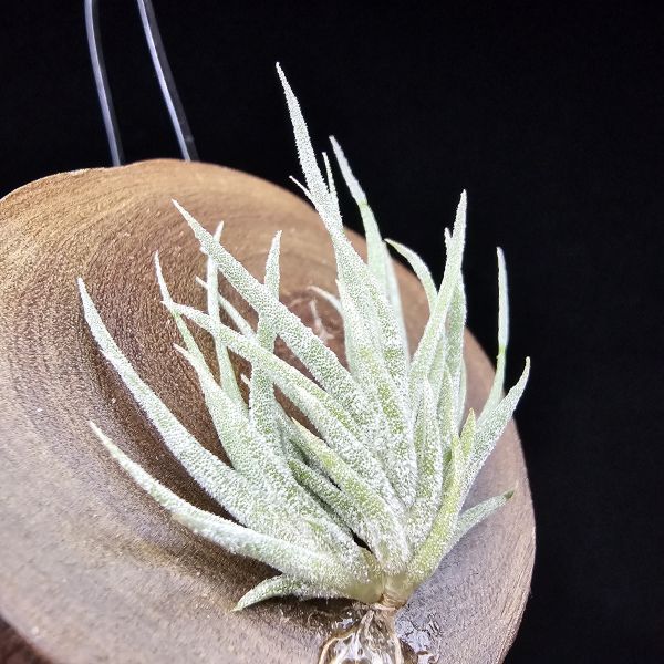 New~小矮人精靈×雞爪(精靈爪?)/Tillandsia ionantha Enano(Tropiflora) × glabrior~熱帶'小矮人精靈'與銀葉質感的'雞爪'交種，有點奇葩XD~叢生滿美、毛毛的~ 
