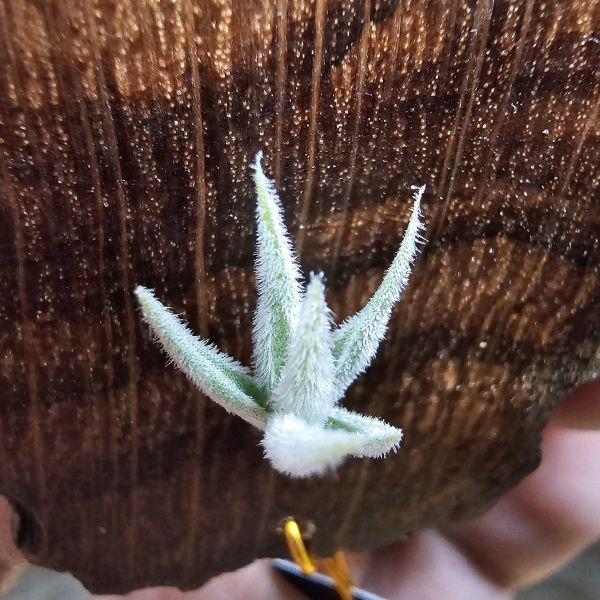 毛腸(小型)/Tillandsia Santiagoensis~較一般毛腸小型的個體，圖五參考母株 