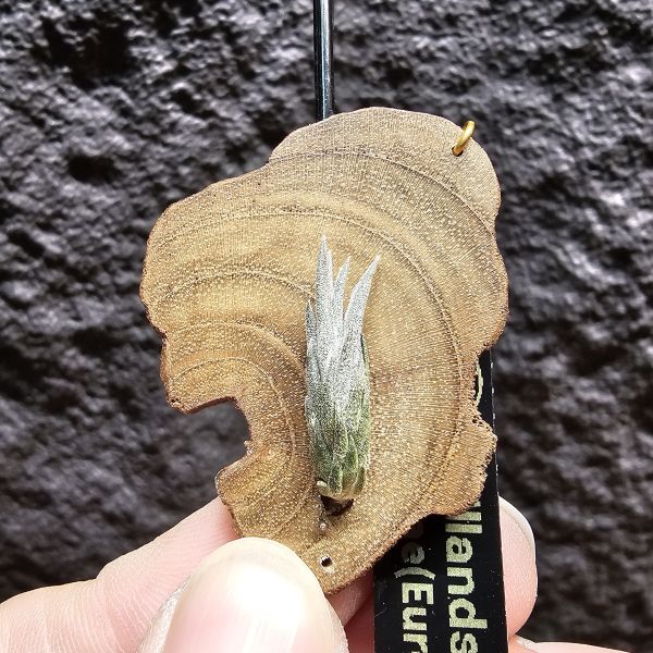 gerdae(紫花)	Tillandsia gerdae~玻利維亞原生種 