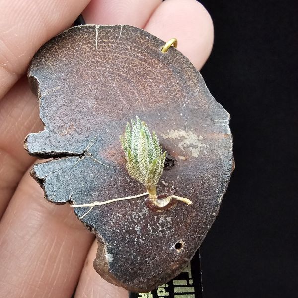 歐洲xip(檸檬香花)交種/Tillandsia xiphioides Hybrids(Europe)~此品項為歐洲當地玩家栽培交種，母本開花帶有檸檬香，父不詳？依苗的形態判斷父本應也屬瓣狀花品種，成長速度慢，市面上不會有的品項！ 