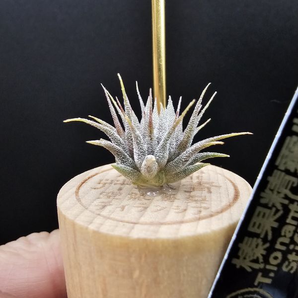 榛果精靈紫星(新品)/Tillandsia ionantha Hazelnut Stiff Purple Star~特殊個體，光照穩定或溫差，植株會帶有暗紫色，肉眼看較明顯、硬葉質感、新葉由短形態，隨著植株成長而生長！圖四參考較大植株！ 