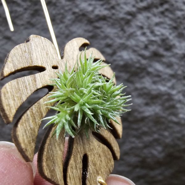 草皮鳳(實生叢)/Tillandsia tricholepis seedling 
