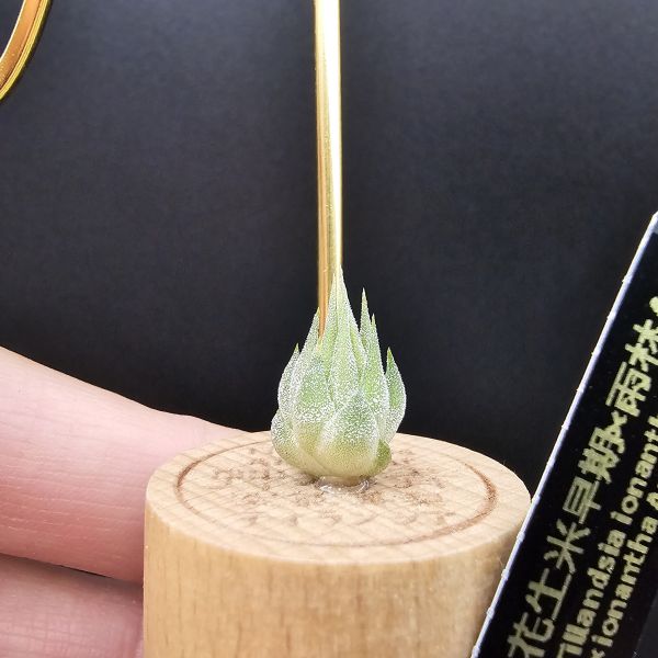 花生米早期×雨林AP/Tillandsia ionantha Peanut × ionantha Apretado(RFI) 