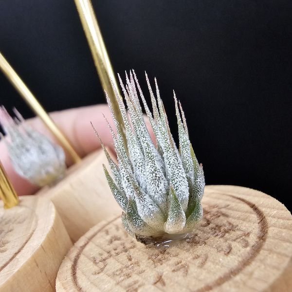 雨林AP早期較細葉/Tillandsia ionantha Apretado(RFI) 
