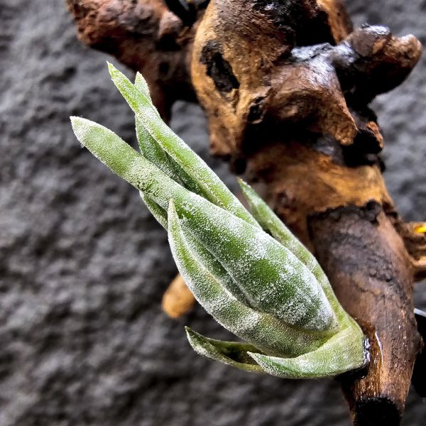 螺斯(側芽)/Tillandsia Subulifera 