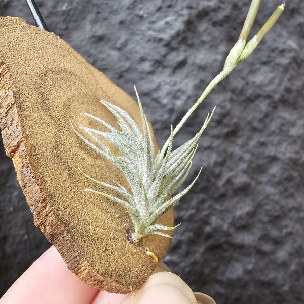 草皮變異・捷克(成株)/Tillandsia tricholepis var. macrophylla(CZ) 