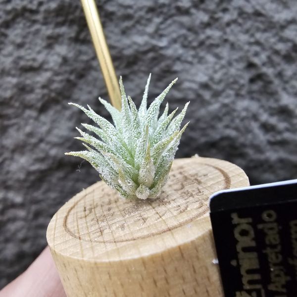 雨林AP×長莖minor(From JoLi)/Tillandsia ionantha Apretado × ionantha van. minor form 