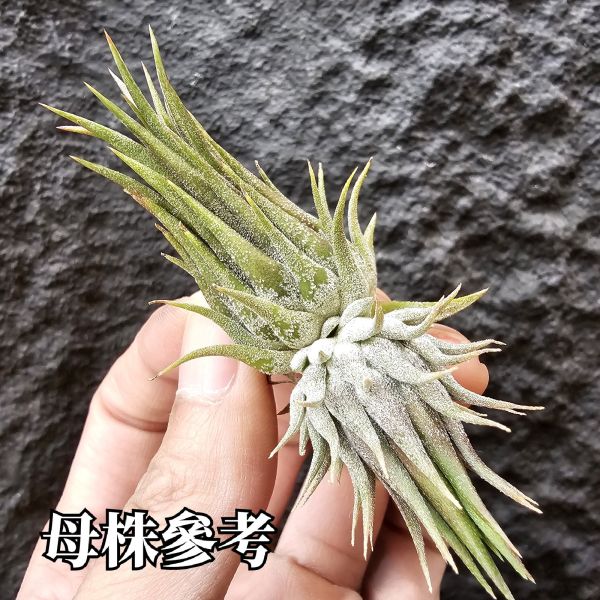 羅西塔小精靈(選)母株可參考圖二/Tillandsia ionantha rosita 