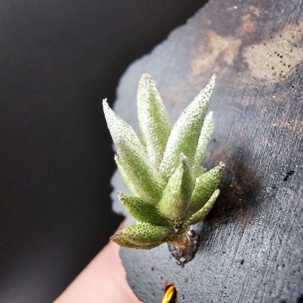 布雷爾利托西斯(M尺寸)/Tillandsia brealitoensis~重油耐用"降真木"板材! 