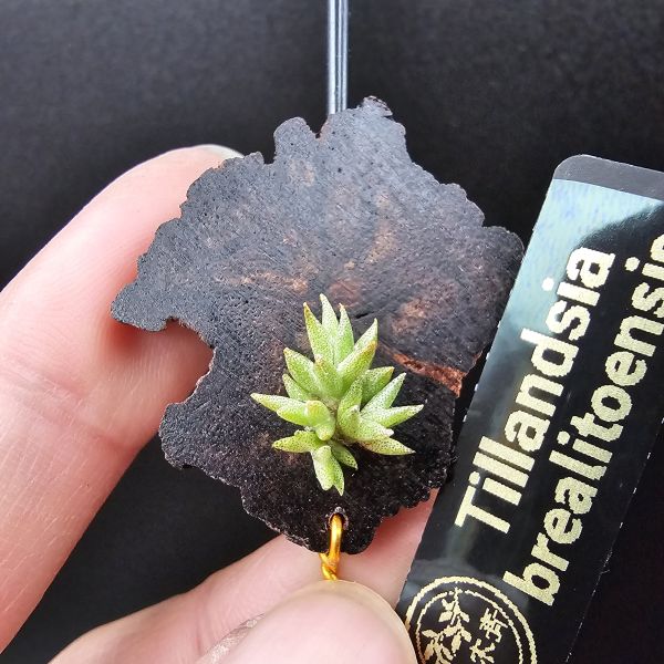 布雷爾利托西斯(叢生1母帶3芽)/Tillandsia brealitoensis~重油耐用"降真木"板材! 