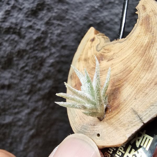 長莖mini/Tillandsia ionantha v. vanhyningii mini Form 