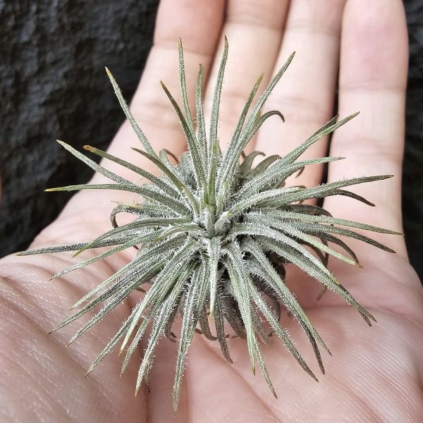 鴕鳥M-size(野採已帶四個月)/Tillandsia grandispica(Mexico) 