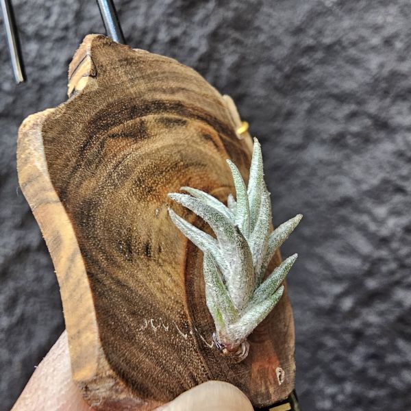 Tillandsia Muhriae(Europe)/法國原生種 