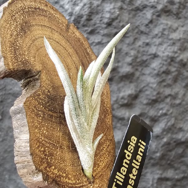 卡斯塔拉米(成株尺寸)/Tillandsia castellanii(Argentina)~阿根廷原生種，黃色瓣狀花，圖四可參考叢生型態 