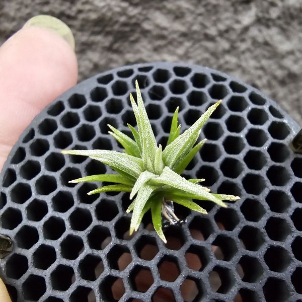(媳婦×初戀)×迷你電捲/Tillandsia(xiphioides × arequitae)紫花 × diguetii 