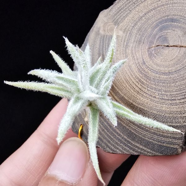 矮種粗糠/Tillandsia paleacea Enano(Europe) 